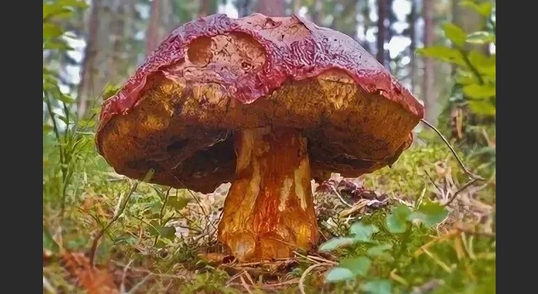 сколько растут грибы