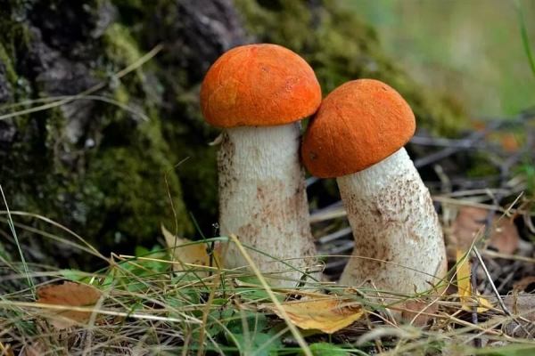 красноголовик, через сколько дней после дождя появляются грибы, сколько дней растут грибы