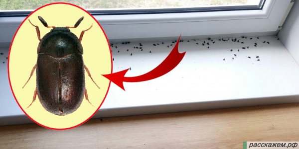 brown bugs, bugs on the windowsill, what kind of bugs are on the windowsill, leather beetles, brown on the windowsill