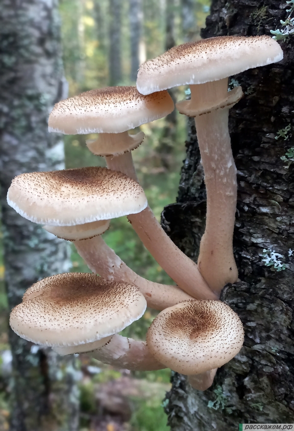 опенок осенний, через сколько дней после дождя появляются грибы, сколько дней растут грибы